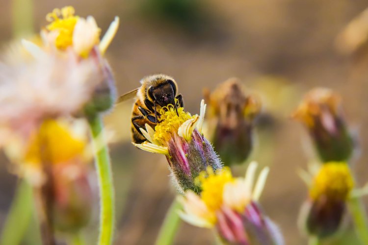 Insektenschutz